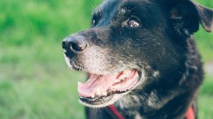 Ração para cães idosos