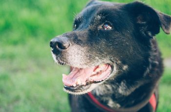 A importância da ração para cães idosos.