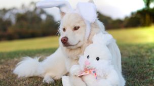 Cachorros e envenenamento por chocolate