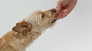 Frutas e legumes que seu cachorro pode ou não comer