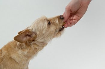 Frutas e legumes que seu cachorro pode ou não comer