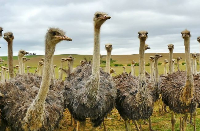 As 10 maiores aves do mundo
