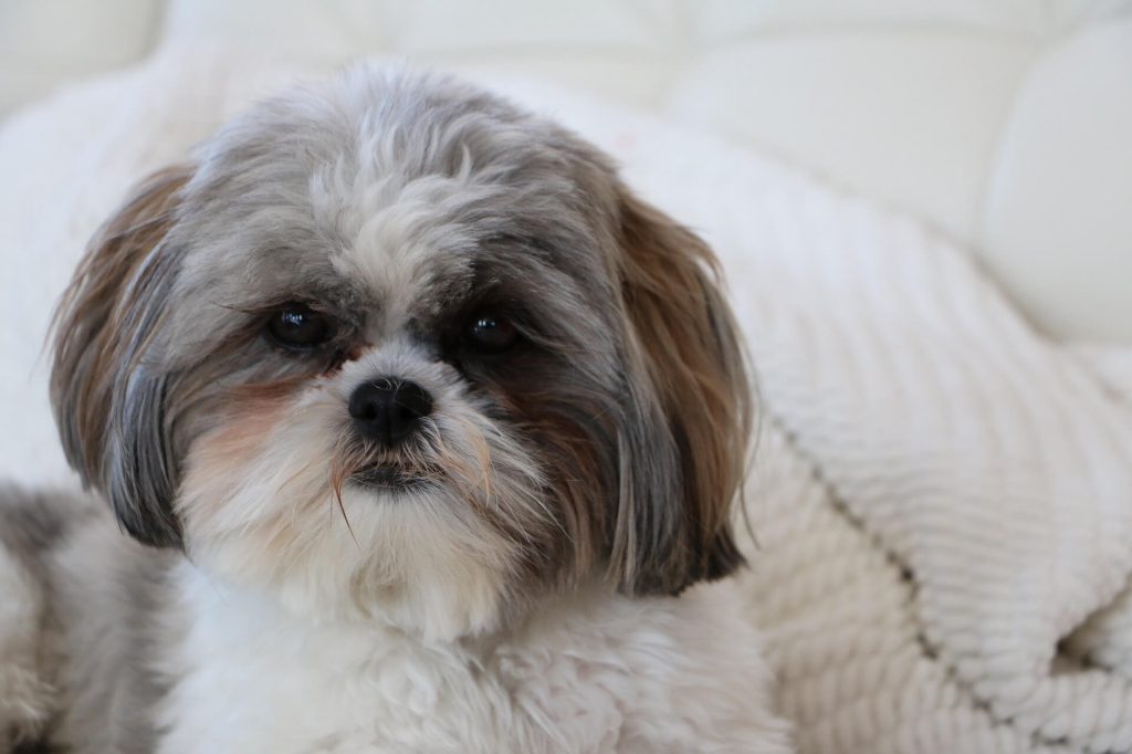 Shih-tzu