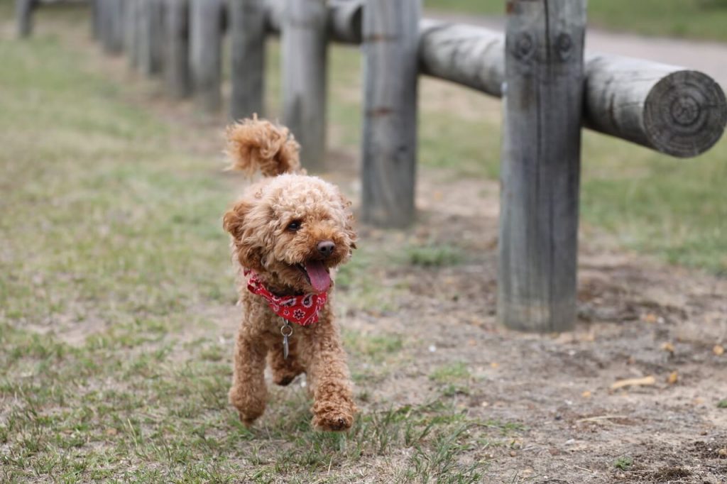 Poodle Toy