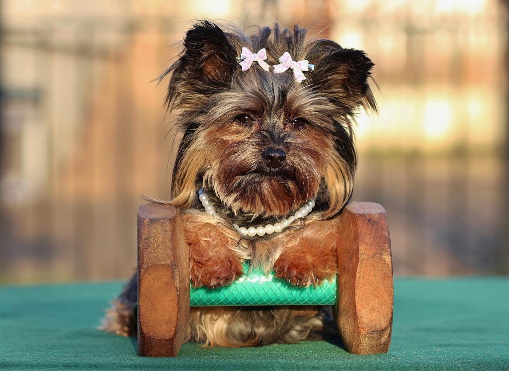 Yorkshire Terrier